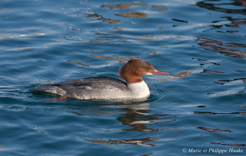 Harle bievre 9245_wm.jpg - Harle biève femelle (Lac Léman, Genève, Suisse, décembre 2008)